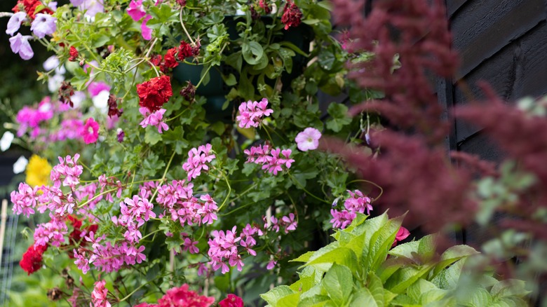 Wilting hanging plant basket