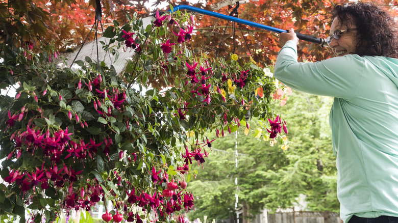 Person watering hanging plant baskets