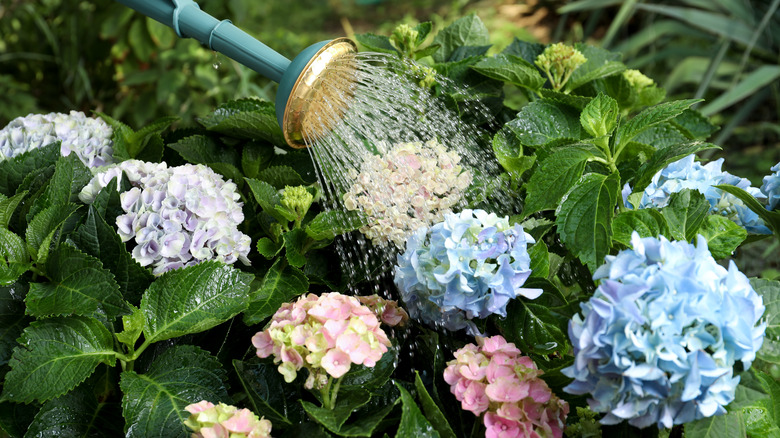 Hydrangeas being watered with can