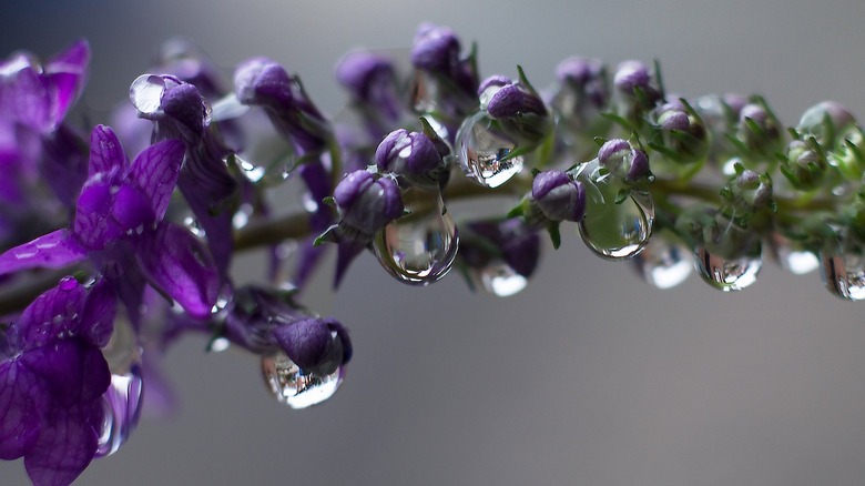 water dripping from lavender plant 