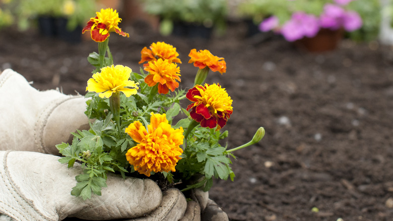 Gardener planting marigolds in soil