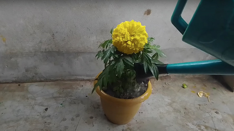 watering marigold in pot