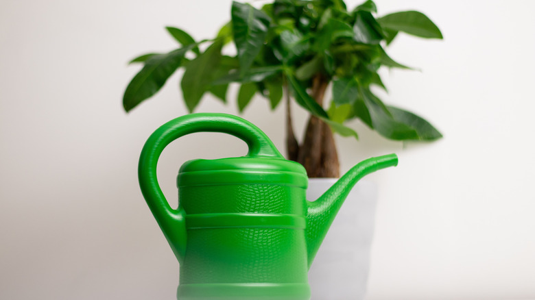 A bright green long-nosed watering can with a money tree in the background