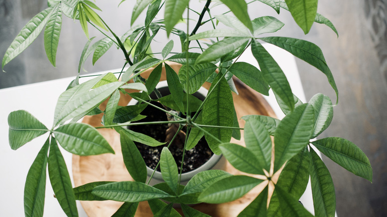 Arial view of a money tree plant in a pot