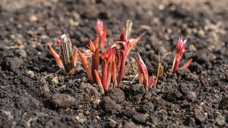 Newly planted peonies sprouting
