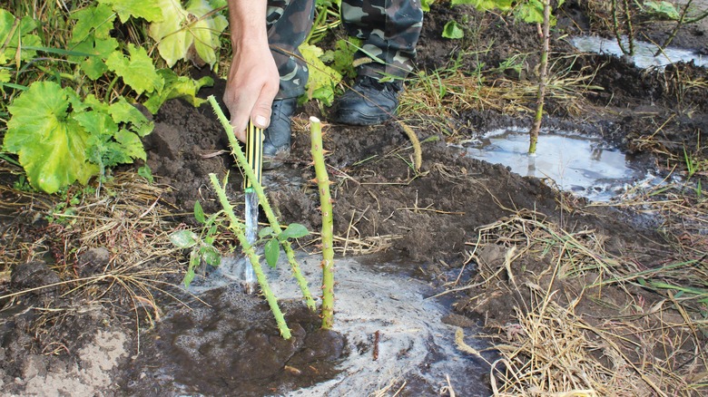 person watering new rose plant