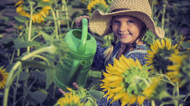 Child watering sunflowers