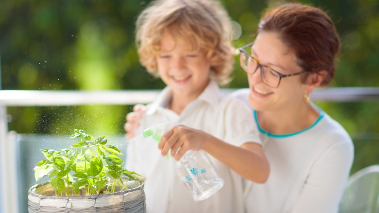 Boy spraying a basil plant