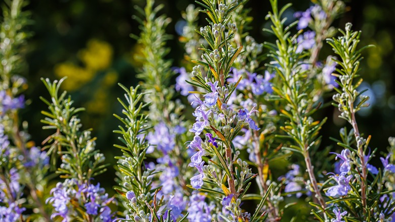 rosemary bush with purple blossoms