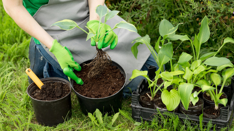 A gardener transplanting young hosta seedlings into pots