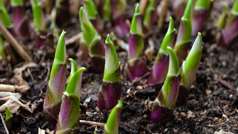 A patch of multiple hosta sprouts coming out of the soil