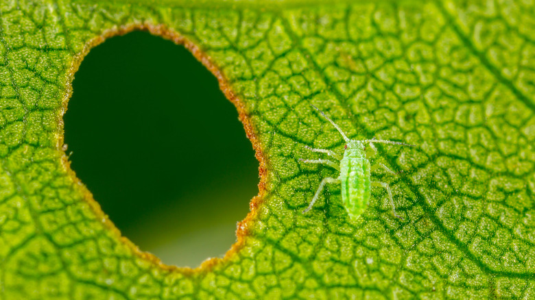 aphid eating leaf