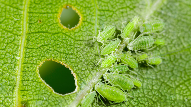 aphids eating leaf