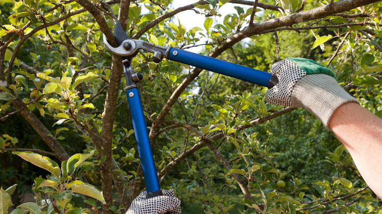 A person cuts a branch of a tree using branch cutters