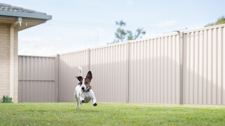 Dog running in a fenced yard