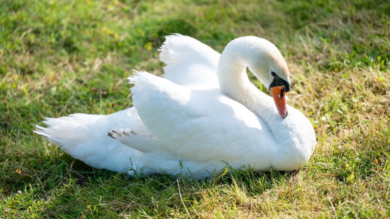 A mute swan sitting on grass