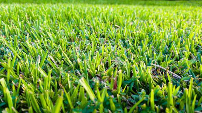 close-up view of cut grass