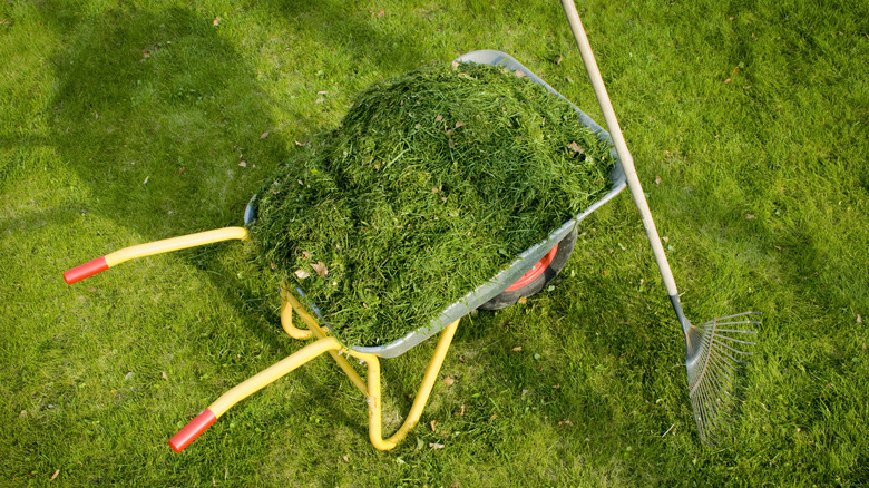 wheelbarrow full of grass clippings