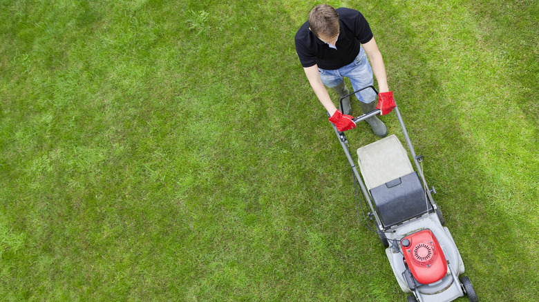 man mows lawn with stripes