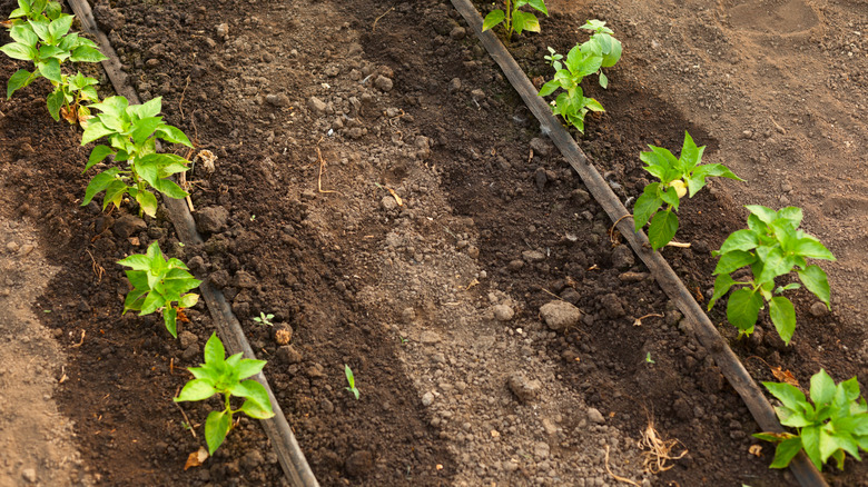 Drip irrigation in garden