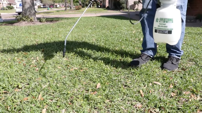 Spraying Virginia buttonweed