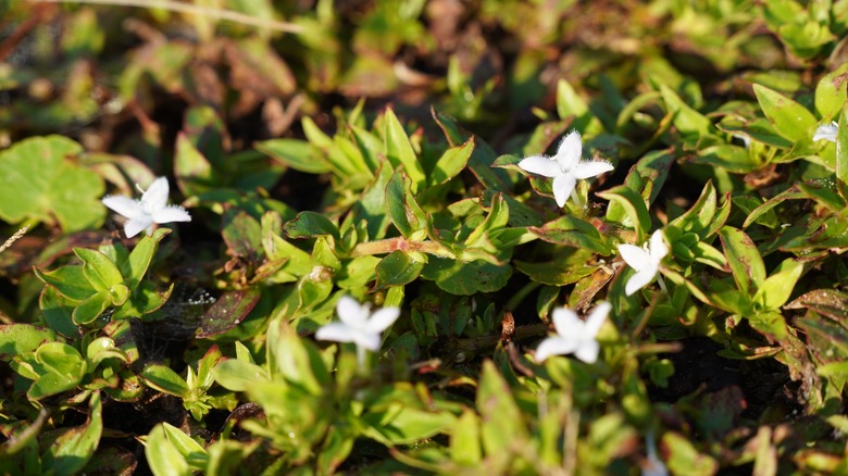 Virginia buttonweed flowers