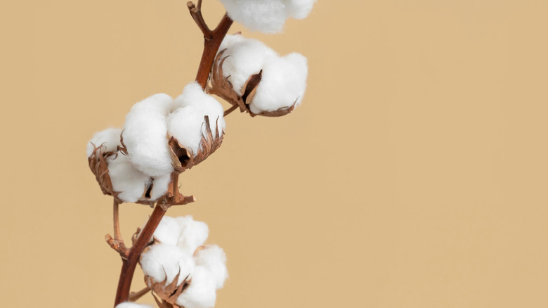 Cotton balls  on stem