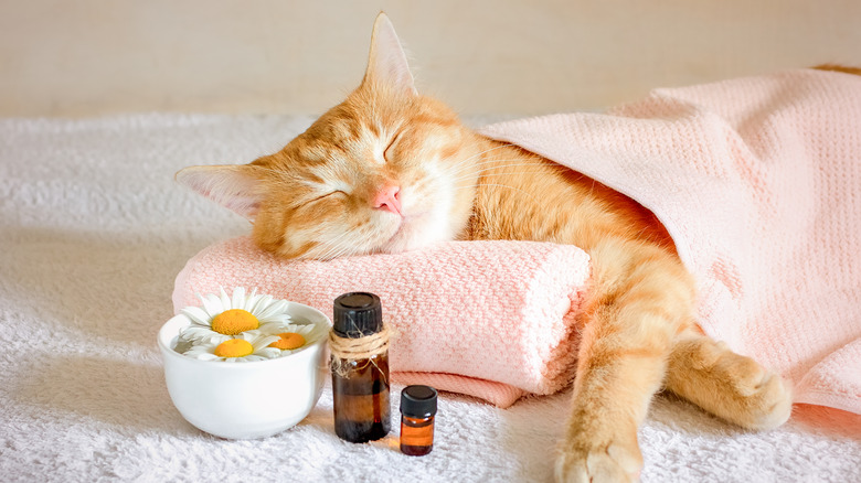 cat in spa with essential oils 