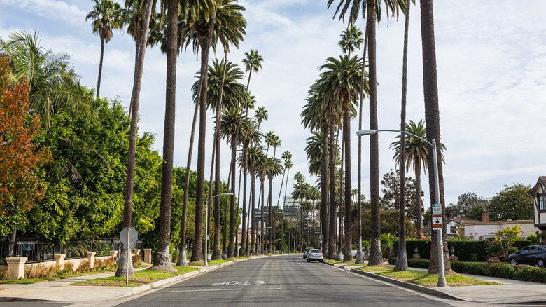 Mar Vista street with palm trees