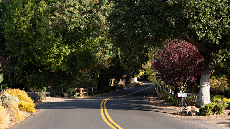 winding road with trees 