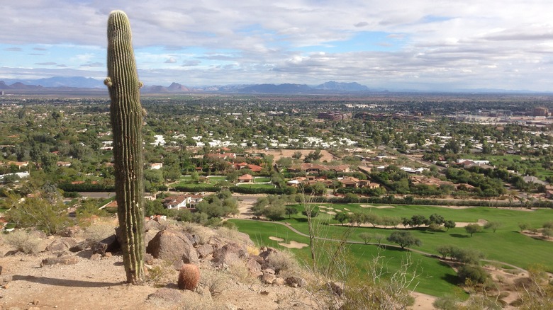 Saguaro cactus overlooking Biltmore Area