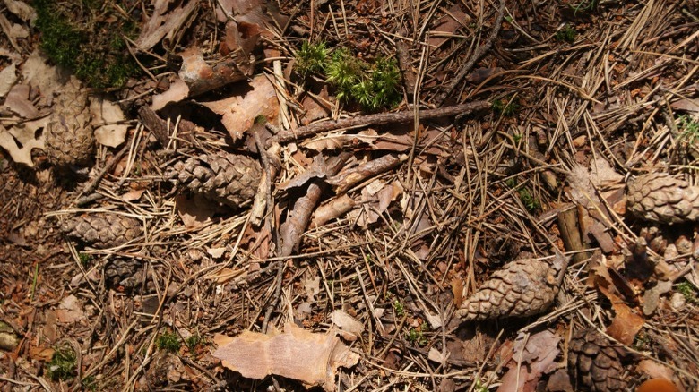 Pine needles and twigs 