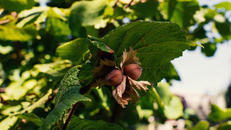 close up of hazelnut tree