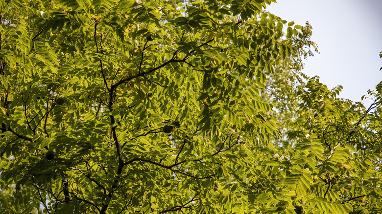 Detail of the black walnut tree