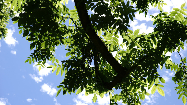 The canopy and the treetop of a nut tree, Juglans cinerea against clouds on the blue sky.