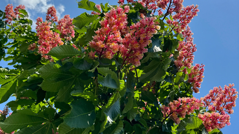 Aesculus carnea Red horse-chestnut tree, blossom of red buckeye on blue sky.