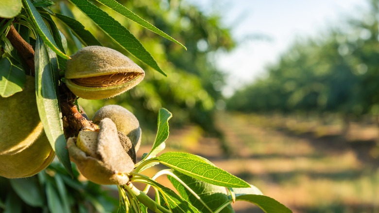 Almonds in Their Husk Drying on the Tree.