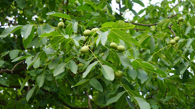 The fruits of Juglans regia ripen on the branches