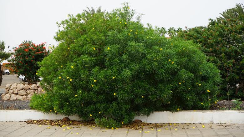 Cascabela thevetia tree with yellow blooms