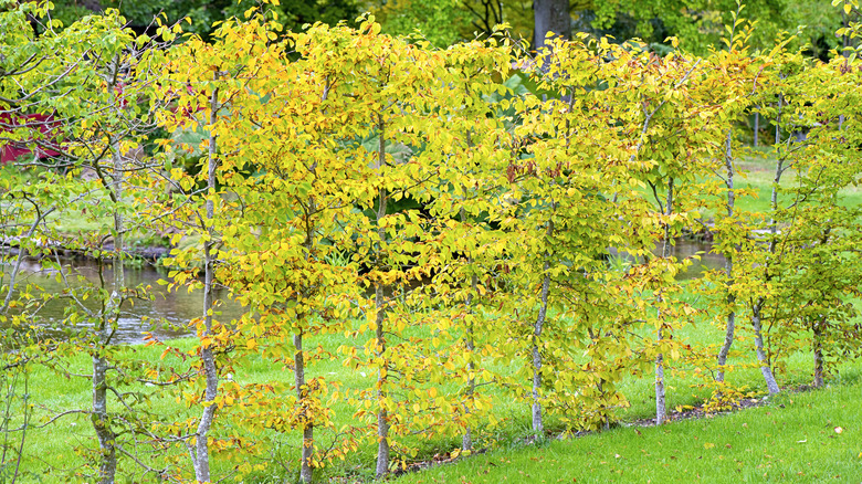 A row of beech saplings