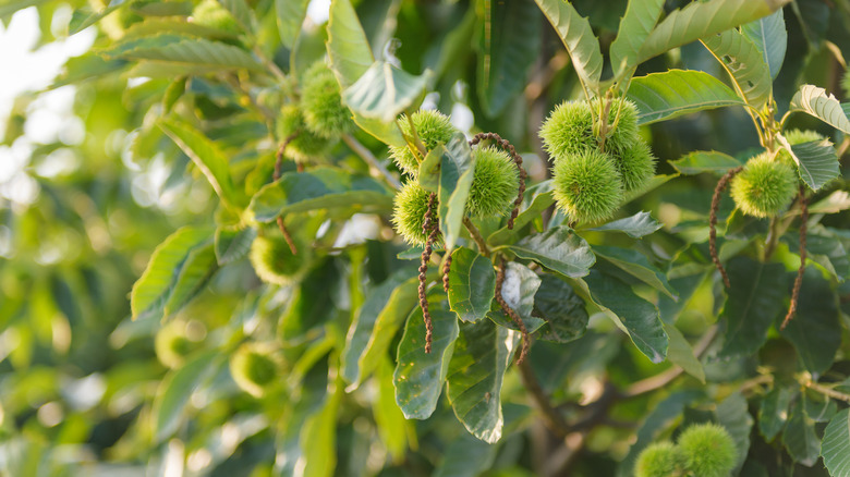 Leaf and fruit detail of a Chinese chestnut tree