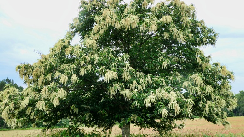 A magnificent specimen of a Sweet Chestnut Tree (Castanea sativa) festooned in white creamy flowers or catkins