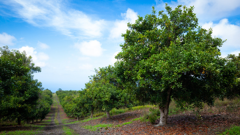 A group of trees in a Macadamia orchard.