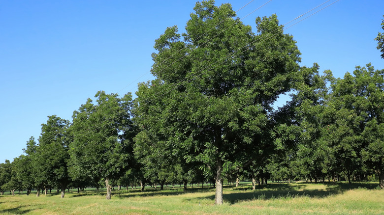 Mature pecan tree grove in rural Georgia, USA.