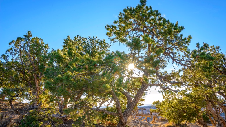 Pinyon pine at the Grand Canyon, USA