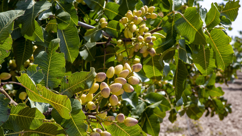 Selective focus of a pistachio tree and its nuts