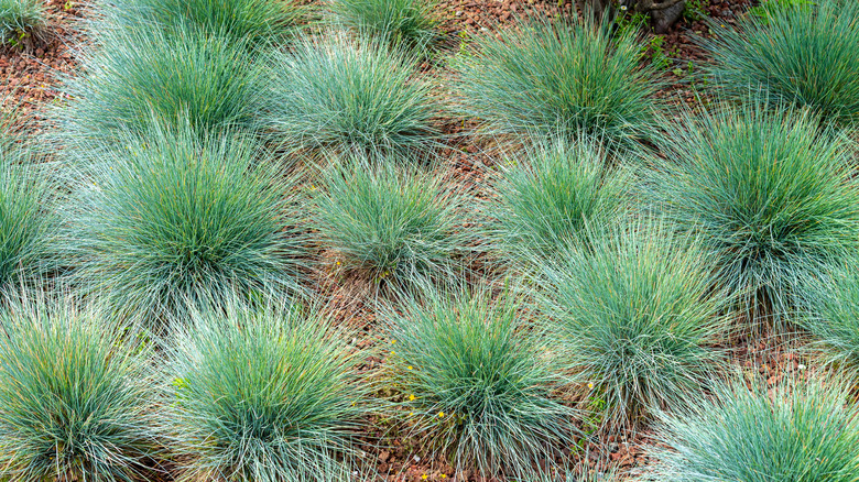 Blue fescue in a landscape