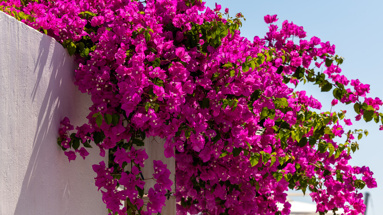 Bougainvillea spilling over a wall