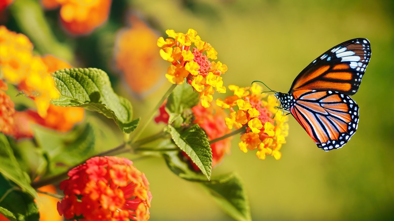 A butterfly visiting a lantana flower