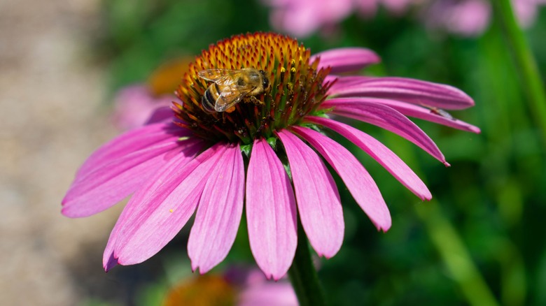 A bee on a coneflower